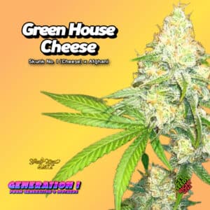 Green House Cheese Cannabis Clones