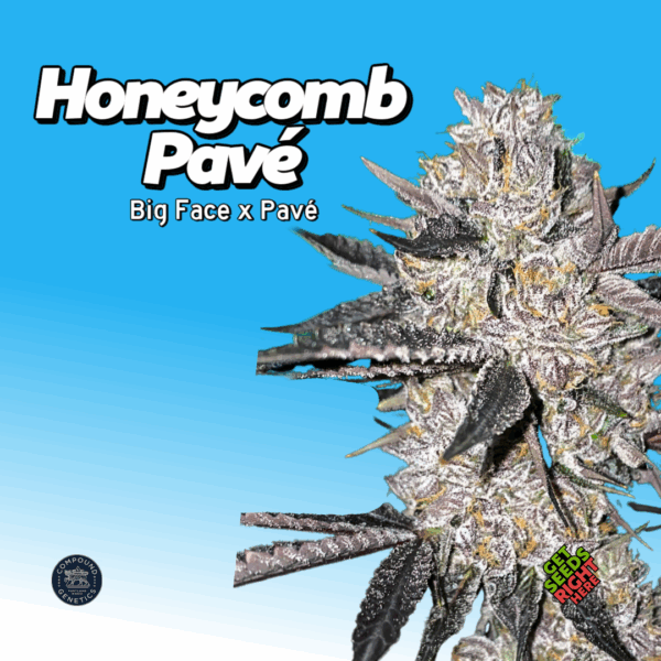 Honeycomb Pave Cannabis Clones
