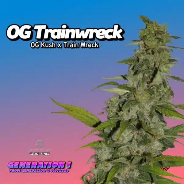 OG Trainwreck Cannabis Clones