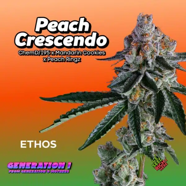 Peach Crescendo Cannabis Clones