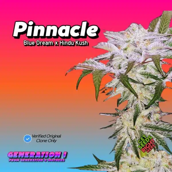 Pinnacle Cannabis Clones