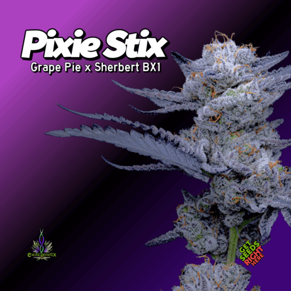 Pixie Stix Cannabis Clones