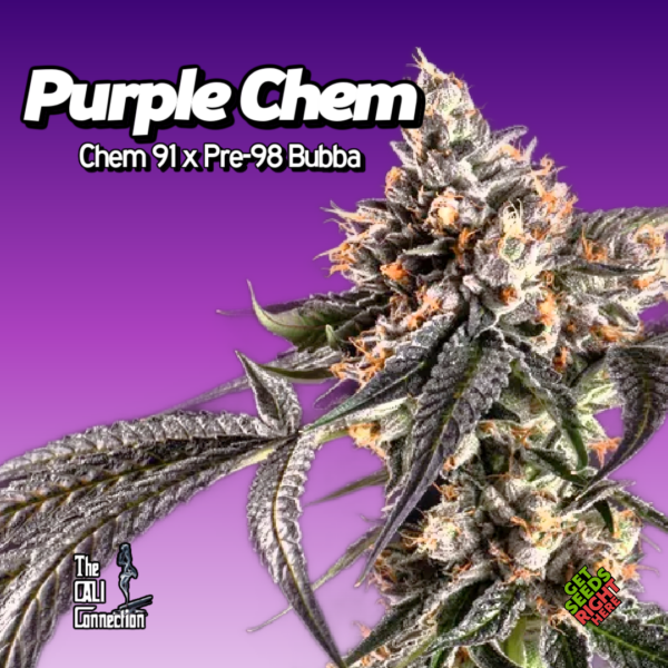 Purple Chem Cannabis Clones
