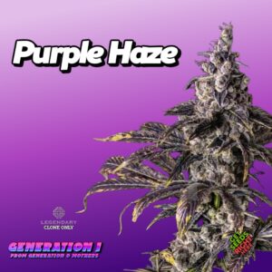 Purple Haze Cannabis Clones