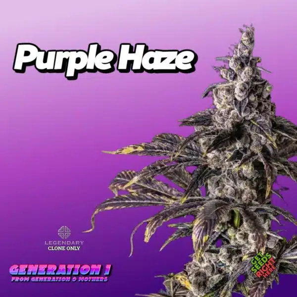 Purple Haze Cannabis Clones