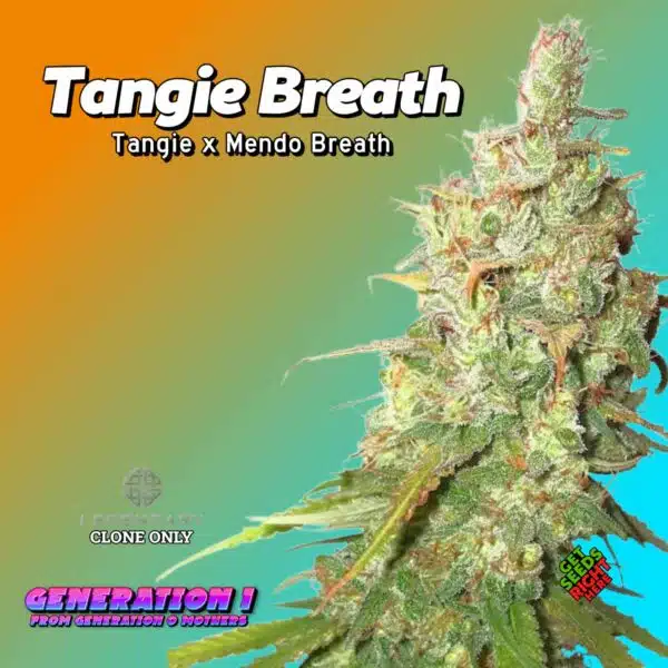 Tangie Breath Cannabis Clones