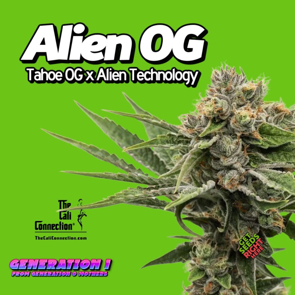 Alien OG Clones for Sale | HLVD Tested | Live Arrival Guarantee