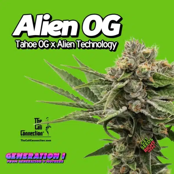 Alien OG Cannabis Clones