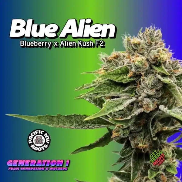 Blue Alien Cannabis Clones