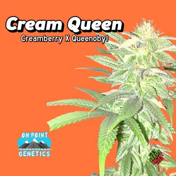 Cream Queen Cannabis Clones