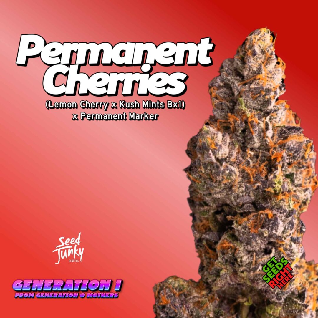 Permanent Cherries (Clone)