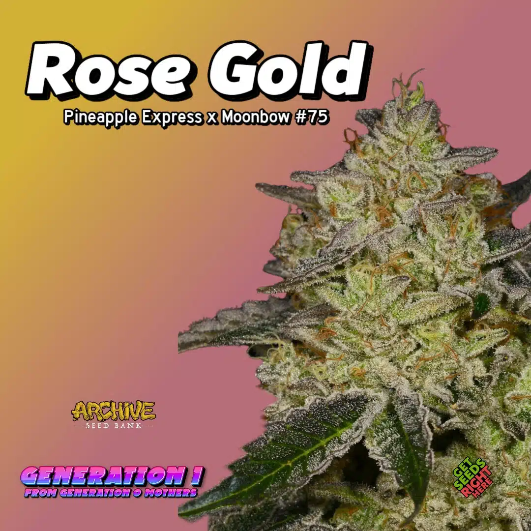 Rose Gold Cannabis Clones