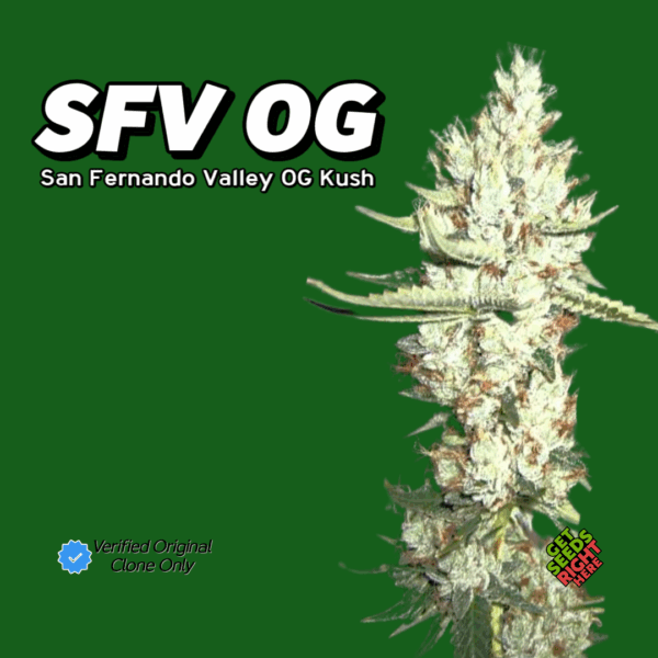 SFV OG - clone only (Clone)