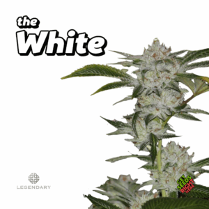 The White Cannabis Clones