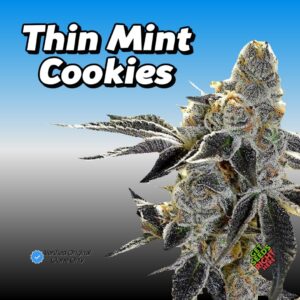 Cookies – Thin Mint Cannabis Clones