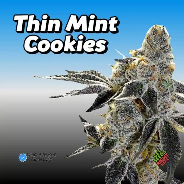 Cookies – Thin Mint Cannabis Clones
