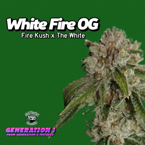 White Fire OG Cannabis Clones