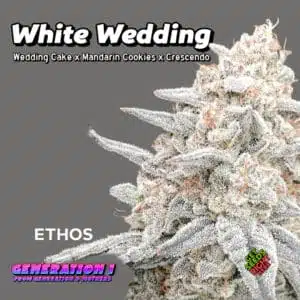 White Wedding Cannabis Clones