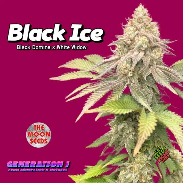 Black Ice by The Moon Seeds Cannabis Clones