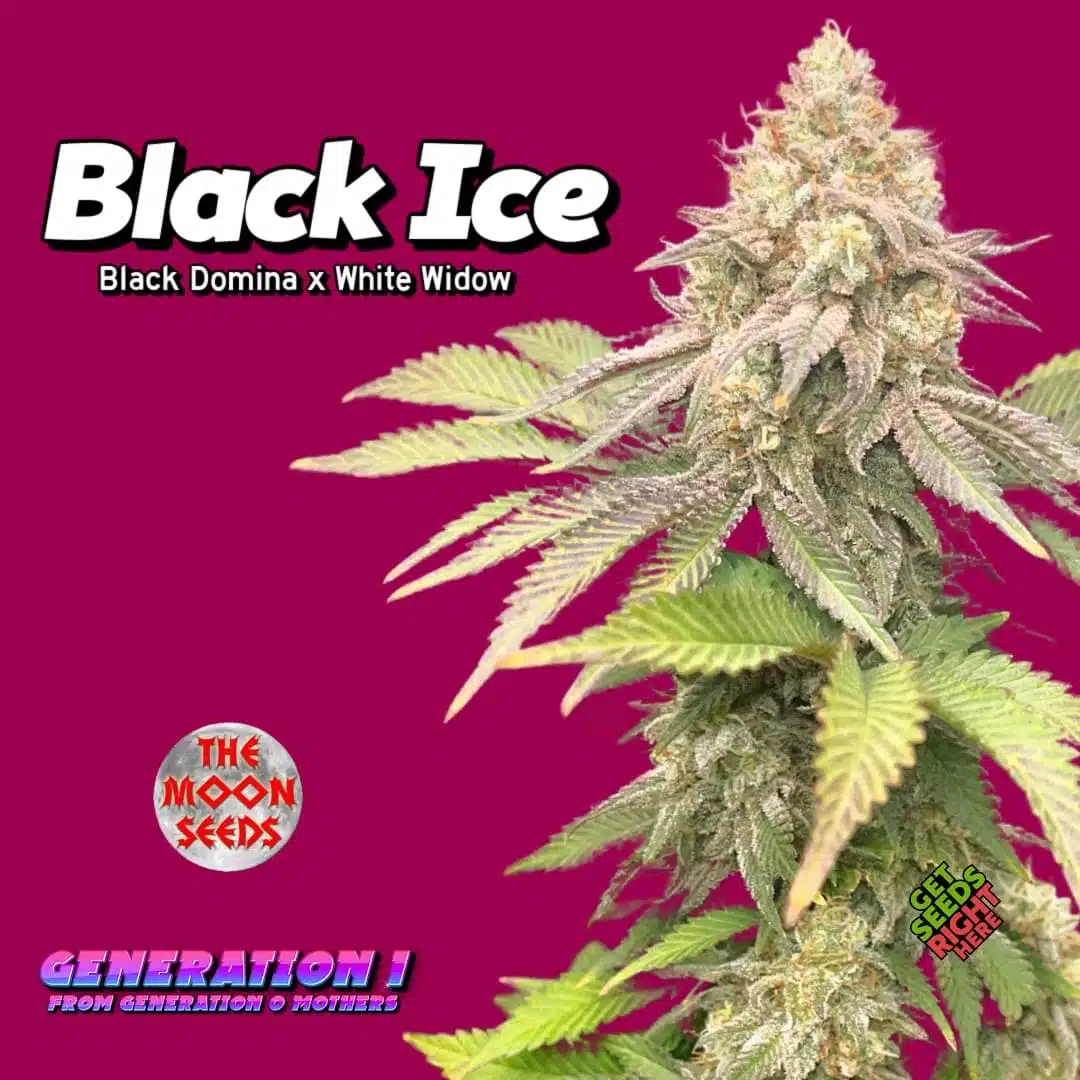 Black Ice by The Moon Seeds Cannabis Clones