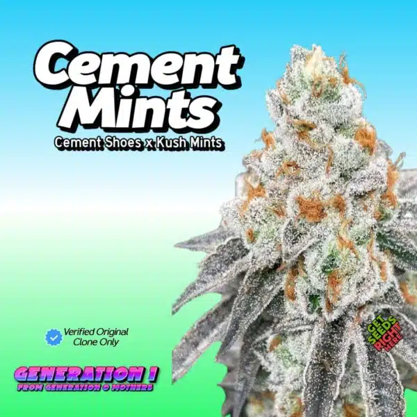 Cement Mints (clone)