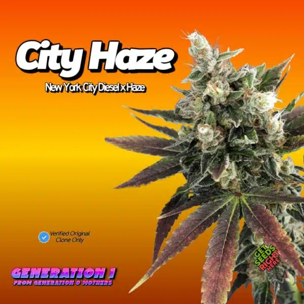 City Haze Cannabis Clones