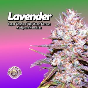 Lavender Cannabis Clones