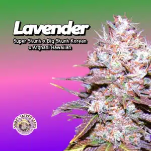 Lavender Cannabis Clones