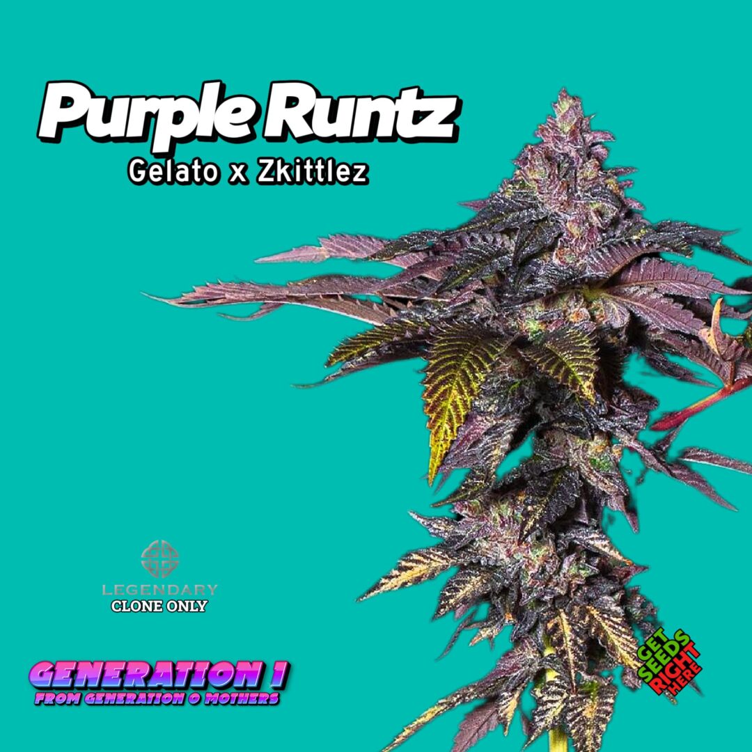 Purple Runtz (clone)