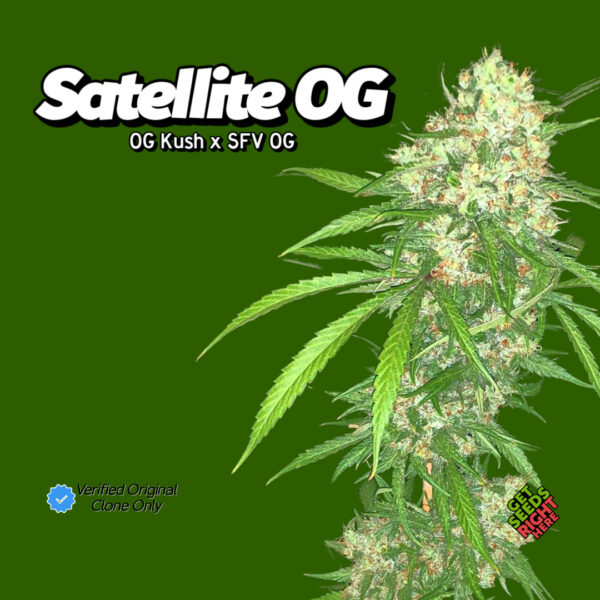 Satellite OG Cannabis Clones – OG Kush x SFV OG strain 🌲🔥