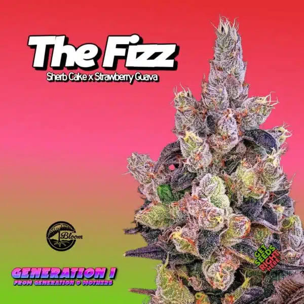 The Fizz (clone)