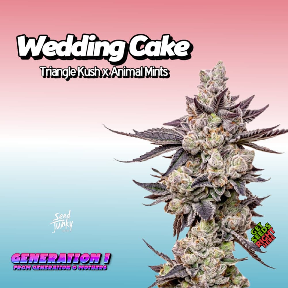 Wedding Cake Cannabis Clones for sale