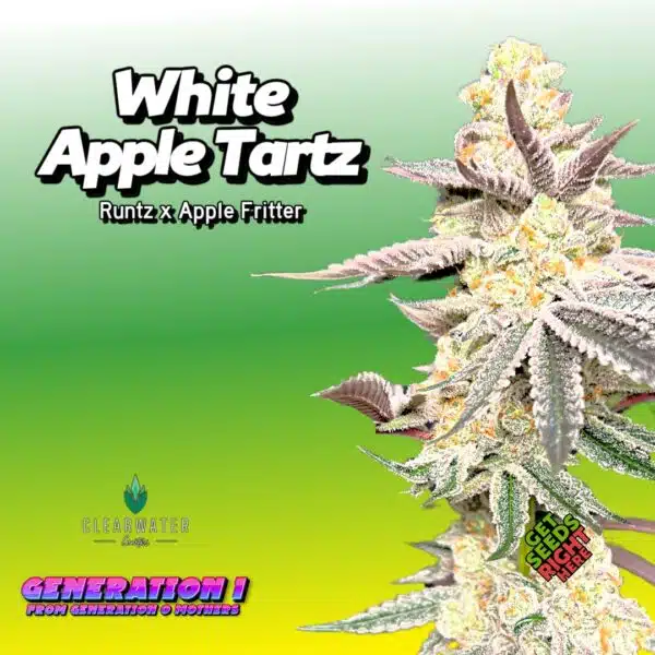 White Apple Tartz Cannabis Clones