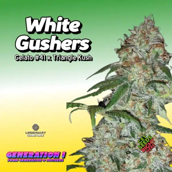 White Gushers  (clone)