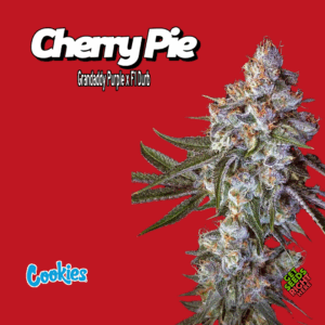 Chery Pie Cannabis Clones