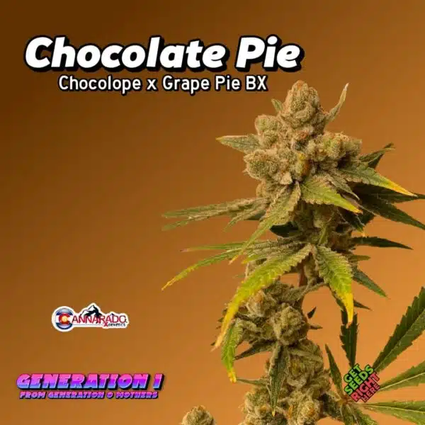 Chocolate Pie Cannabis Clones