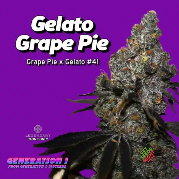 Grape Gelato Pie Cannabis Clones