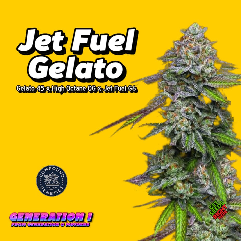 Jet Fuel Gelato Cannabis Clones for sale