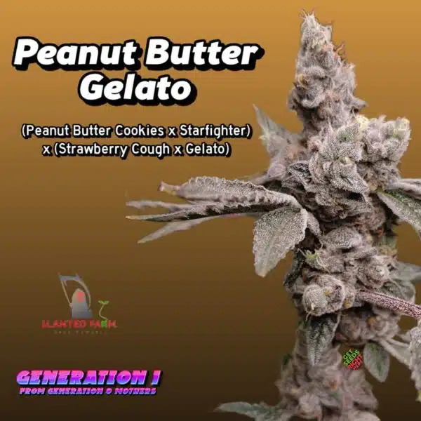 Peanut Butter Gelato (clone)