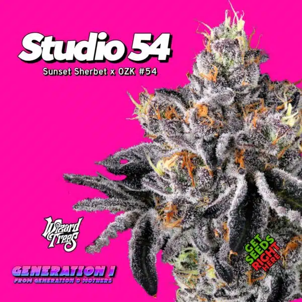 Studio 54  (clone)
