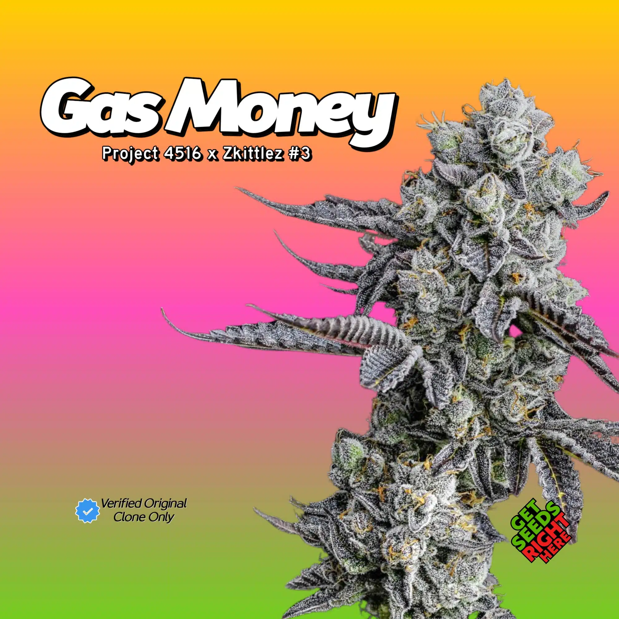 Buy Gas Money Clones Online | Verified Project 4516 x Zkittlez #3