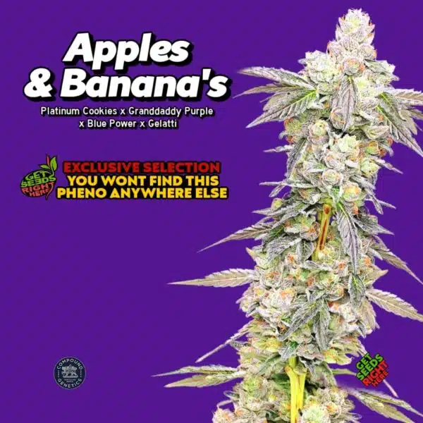 Apples & Banana’s pheno hunt (Clone)