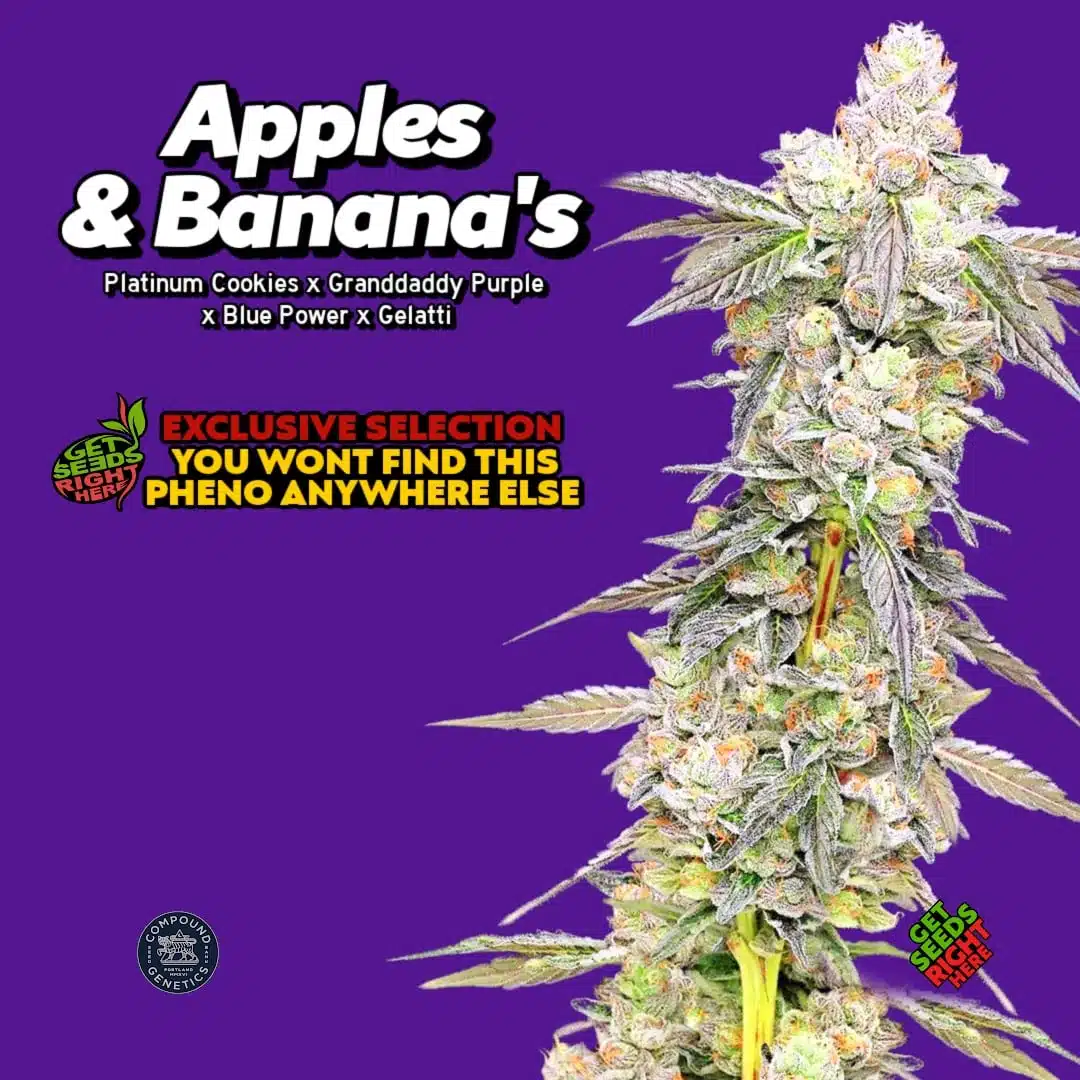 Apples & Banana’s pheno hunt (Clone)