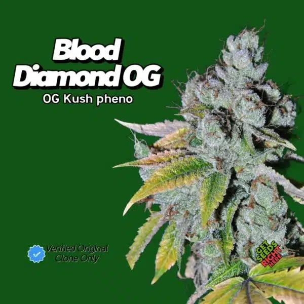 Blood Diamond OG Cannabis Clones