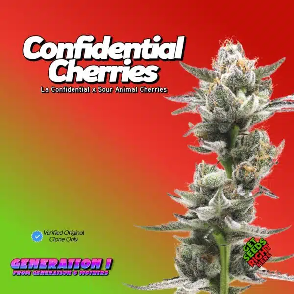Confidential Cherries Cannabis Clones