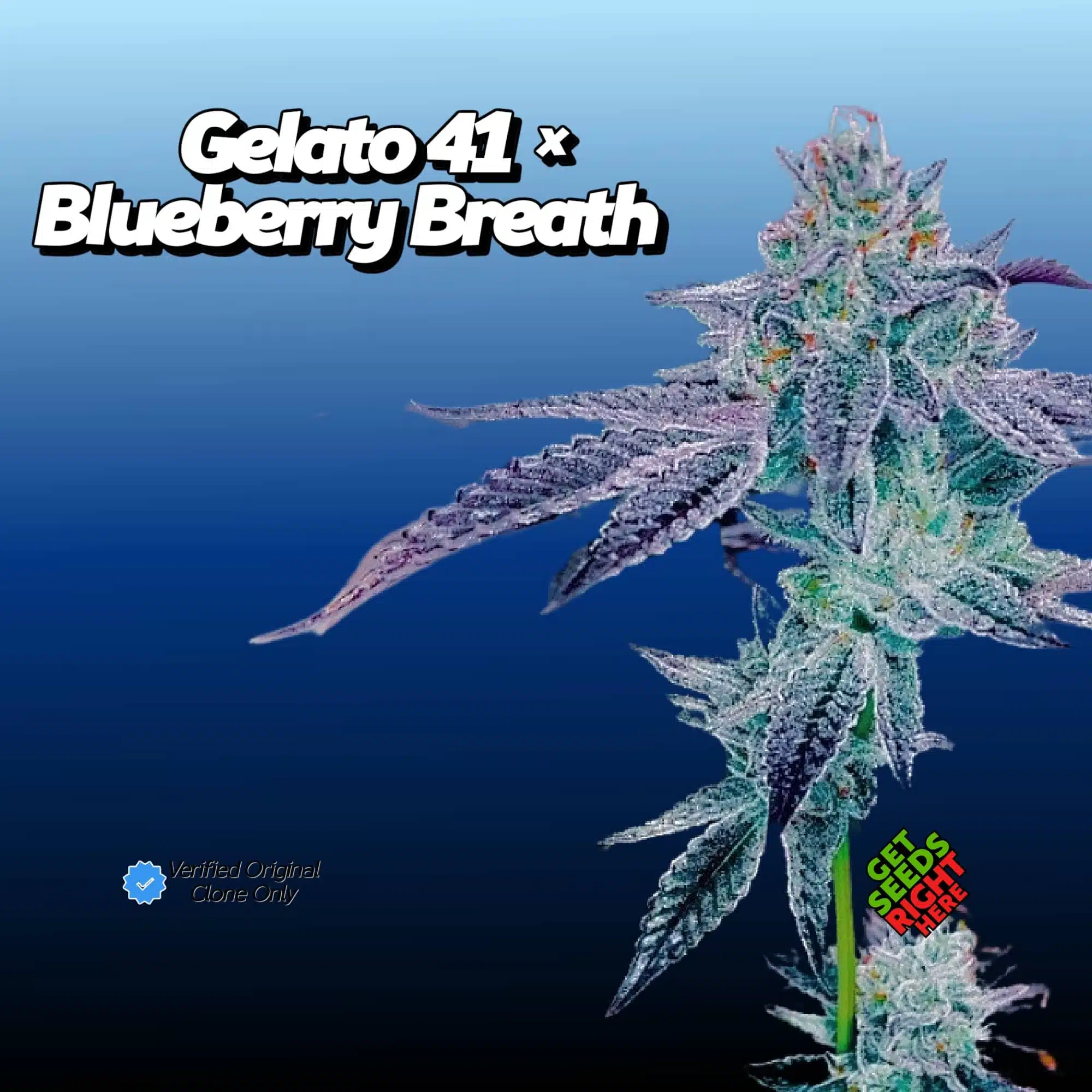 Gelato #41 x Blueberry Breath (clone)