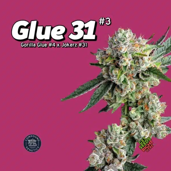 Glue 31 #3 (clone)