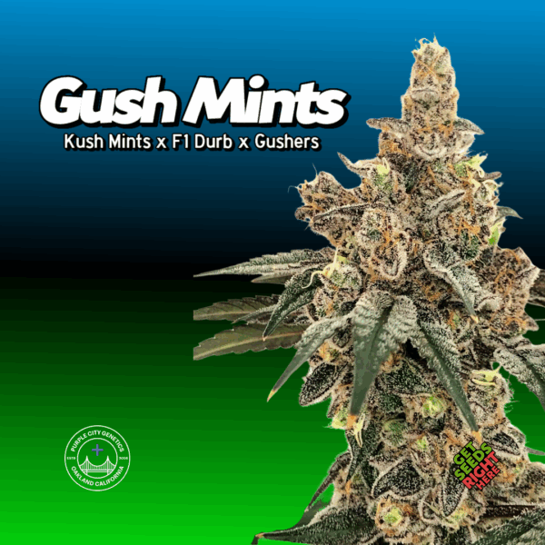 Gush Mints Cannabis Clones
