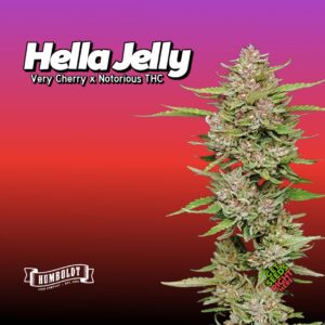 Hella Jelly (clone)