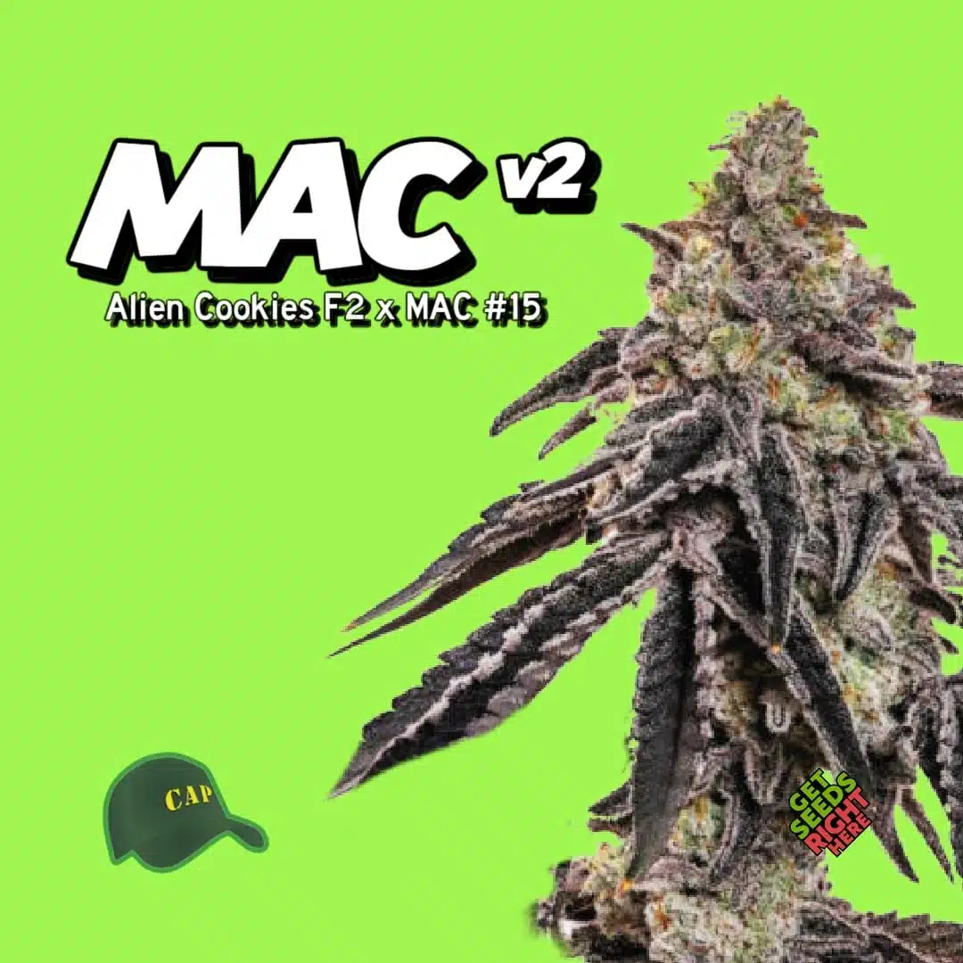 MAC v2 (clone)